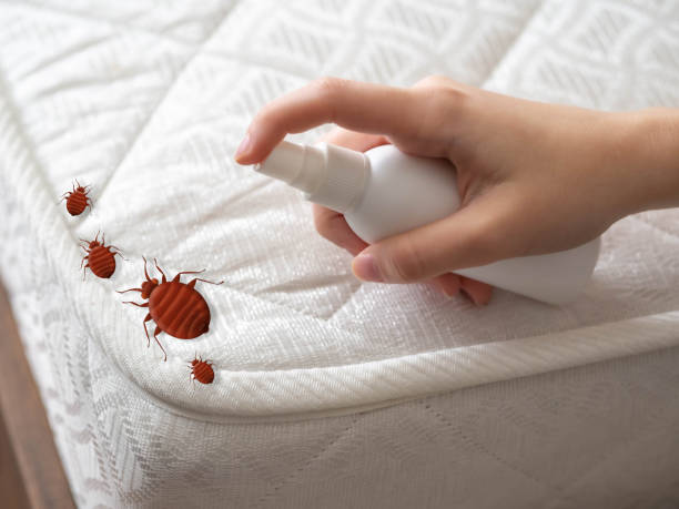 Best Local Pest Control Services  in Palacios, TX